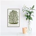 Picture of Hardy Magnolia Tree Lithograph _GroupedProduct_Rectangle_Portrait_Canvas_Framed_