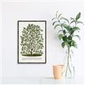 Picture of Hardy Magnolia Tree Lithograph _GroupedProduct_Rectangle_Portrait_Canvas_Framed_