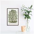 Picture of Hardy Magnolia Tree Lithograph _GroupedProduct_Rectangle_Portrait_Canvas_Framed_