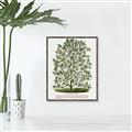 Picture of Hardy Magnolia Tree Lithograph _GroupedProduct_Rectangle_Portrait_Canvas_Framed_