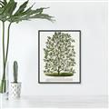Picture of Hardy Magnolia Tree Lithograph _GroupedProduct_Rectangle_Portrait_Canvas_Framed_