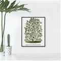 Picture of Hardy Magnolia Tree Lithograph _GroupedProduct_Rectangle_Portrait_Canvas_Framed_