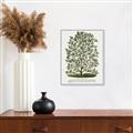 Picture of Hardy Magnolia Tree Lithograph _GroupedProduct_Rectangle_Portrait_Canvas_Framed_