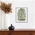 Picture of Hardy Magnolia Tree Lithograph _GroupedProduct_Rectangle_Portrait_Canvas_Framed_