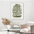 Picture of Hardy Magnolia Tree Lithograph _GroupedProduct_Rectangle_Portrait_Canvas_Framed_