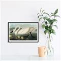 Picture of Vintage Floating White Swan _GroupedProduct_Rectangle_Landscape_Canvas_Framed_