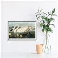 Picture of Vintage Floating White Swan _GroupedProduct_Rectangle_Landscape_Canvas_Framed_