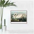 Picture of Vintage Floating White Swan _GroupedProduct_Rectangle_Landscape_Canvas_Framed_