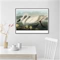 Picture of Vintage Floating White Swan _GroupedProduct_Rectangle_Landscape_Canvas_Framed_