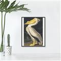 Picture of Vintage White Pelican _GroupedProduct_Rectangle_Portrait_Canvas_Framed_