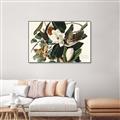 Picture of Black Billed Cuckoo Bird _GroupedProduct_Rectangle_Landscape_Canvas_Framed_