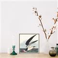 Picture of Black Skimmer From Birds of America (1827) _GroupedProduct_Square_Canvas_Framed_