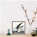 Picture of Black Skimmer From Birds of America (1827) _GroupedProduct_Square_Canvas_Framed_