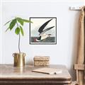 Picture of Black Skimmer From Birds of America (1827) _GroupedProduct_Square_Canvas_Framed_