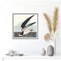 Picture of Black Skimmer From Birds of America (1827) _GroupedProduct_Square_Canvas_Framed_