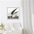 Picture of Black Skimmer From Birds of America (1827) _GroupedProduct_Square_Canvas_Framed_