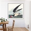 Picture of Black Skimmer From Birds of America (1827) _GroupedProduct_Square_Canvas_Framed_