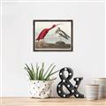 Picture of Vintage Scarlet Ibis Bird _GroupedProduct_Rectangle_Landscape_Canvas_Framed_