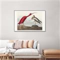 Picture of Vintage Scarlet Ibis Bird _GroupedProduct_Rectangle_Landscape_Canvas_Framed_