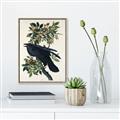 Picture of Raven From Birds of America (1827) _GroupedProduct_Rectangle_Portrait_Canvas_Framed_