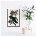 Picture of Raven From Birds of America (1827) _GroupedProduct_Rectangle_Portrait_Canvas_Framed_