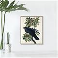 Picture of Raven From Birds of America (1827) _GroupedProduct_Rectangle_Portrait_Canvas_Framed_