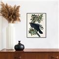 Picture of Raven From Birds of America (1827) _GroupedProduct_Rectangle_Portrait_Canvas_Framed_