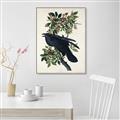 Picture of Raven From Birds of America (1827) _GroupedProduct_Rectangle_Portrait_Canvas_Framed_
