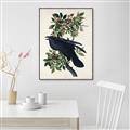 Picture of Raven From Birds of America (1827) _GroupedProduct_Rectangle_Portrait_Canvas_Framed_