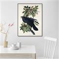 Picture of Raven From Birds of America (1827) _GroupedProduct_Rectangle_Portrait_Canvas_Framed_