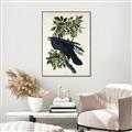 Picture of Raven From Birds of America (1827) _GroupedProduct_Rectangle_Portrait_Canvas_Framed_