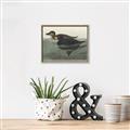 Picture of Vintage Scoter Duck _GroupedProduct_Rectangle_Landscape_Canvas_Framed_