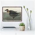 Picture of Vintage Scoter Duck _GroupedProduct_Rectangle_Landscape_Canvas_Framed_