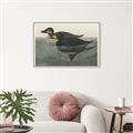 Picture of Vintage Scoter Duck _GroupedProduct_Rectangle_Landscape_Canvas_Framed_