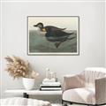 Picture of Vintage Scoter Duck _GroupedProduct_Rectangle_Landscape_Canvas_Framed_