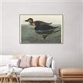 Picture of Vintage Scoter Duck _GroupedProduct_Rectangle_Landscape_Canvas_Framed_