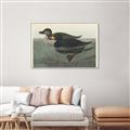 Picture of Vintage Scoter Duck _GroupedProduct_Rectangle_Landscape_Canvas_Framed_