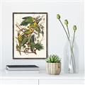 Picture of Vintage Carolina Parrot _GroupedProduct_Rectangle_Portrait_Canvas_Framed_