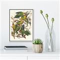Picture of Vintage Carolina Parrot _GroupedProduct_Rectangle_Portrait_Canvas_Framed_