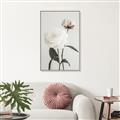 Picture of Romantic Blur Peony III _GroupedProduct_Rectangle_Portrait_Photography _GroupedProduct_Rectangle_Portrait_Canvas_Framed_