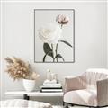 Picture of Romantic Blur Peony III _GroupedProduct_Rectangle_Portrait_Photography _GroupedProduct_Rectangle_Portrait_Canvas_Framed_