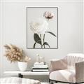 Picture of Romantic Blur Peony III _GroupedProduct_Rectangle_Portrait_Photography _GroupedProduct_Rectangle_Portrait_Canvas_Framed_