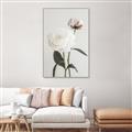 Picture of Romantic Blur Peony III _GroupedProduct_Rectangle_Portrait_Photography _GroupedProduct_Rectangle_Portrait_Canvas_Framed_