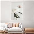 Picture of Romantic Blur Peony III _GroupedProduct_Rectangle_Portrait_Photography _GroupedProduct_Rectangle_Portrait_Canvas_Framed_
