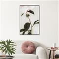 Picture of Romantic Blur Peony II _GroupedProduct_Rectangle_Portrait_Photography _GroupedProduct_Rectangle_Portrait_Canvas_Framed_