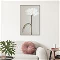 Picture of Romantic Blur Peony I _GroupedProduct_Rectangle_Portrait_Photography _GroupedProduct_Rectangle_Portrait_Canvas_Framed_