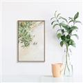 Picture of Few Olive Tree Leaves _GroupedProduct_Rectangle_Portrait_Photography _GroupedProduct_Rectangle_Portrait_Canvas_Framed_