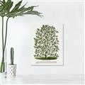 Picture of Hardy Magnolia Tree Lithograph _GroupedProduct_Rectangle_Portrait_Unframed_Print_Only_