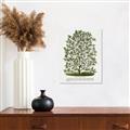 Picture of Hardy Magnolia Tree Lithograph _GroupedProduct_Rectangle_Portrait_Unframed_Print_Only_