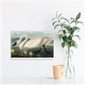 Picture of Vintage Floating White Swan _GroupedProduct_Rectangle_Landscape_Unframed_Print_Only_